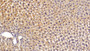 DAB staining on IHC-P; Sample: Mouse Liver Tissue; Primary Ab: 20ug/ml Mouse Anti-Mouse SHBG Antibody Second Ab: 2ug/mL HRP-Linked Caprine Anti-Mouse IgG Polyclonal Antibody