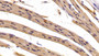 DAB staining on IHC-P; Sample: Mouse Cardiac Muscle Tissue; Primary Ab: 30ug/ml Mouse Anti-Mouse AST Antibody; Second Ab: 2ug/mL HRP-Linked Caprine Anti-Mouse IgG Polyclonal Antibody
