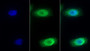 FITC staining on IF; Sample: Human HepG2 cell; Primary Ab: 30ug/ml Mouse Anti-Human IL8Rb Antibody Second Ab: 2ug/ml FITC-Linked Caprine Anti-Mouse IgG Polyclonal Antibody