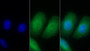 FITC staining on IF; Sample: Human HepG2 cell; Primary Ab: 30ug/ml Mouse Anti-Human IL8Rb Antibody Second Ab: 2ug/ml FITC-Linked Caprine Anti-Mouse IgG Polyclonal Antibody