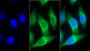 FITC staining on IF; Sample: Human HepG2 cell; Primary Ab: 30ug/ml Mouse Anti-Human IL8Rb Antibody Second Ab: 2ug/ml FITC-Linked Caprine Anti-Mouse IgG Polyclonal Antibody