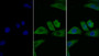 FITC staining on IF; Sample: Human HepG2 cell; Primary Ab: 30ug/ml Mouse Anti-Human IL2Ra Antibody Second Ab: 5ug/ml FITC-Linked Caprine Anti-Mouse IgG Polyclonal Antibody
