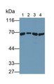Western Blot; Sample: Lane1: Porcine Liver lysate; Lane2: Porcine Cerebrum lysate; Lane3: Hela cell lysate; Lane4: Jurkat cell lysate; Primary Ab: 3ug/ml Mouse Anti-Human HSPA1A Antibody; Second Ab: 0.2ug/mL HRP-Linked Caprine Anti-Mouse IgG Polyclonal Antibody