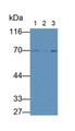 Western Blot; Sample: Lane1: Rat Cerebrum lysate; Lane2: Rat Cerebellum lysate; Lane3: Mouse Cerebrum lysate; Primary Ab: 3ug/ml Mouse Anti-Human HSPA1A Antibody; Second Ab: 0.2ug/mL HRP-Linked Caprine Anti-Mouse IgG Polyclonal Antibody