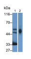 Western Blot; Sample: Lane1: Human Urine; Lane2: 293T cell lysate; Primary Ab: 3ug/ml Mouse Anti-Human GLa Antibody; Second Ab: 0.2ug/mL HRP-Linked Caprine Anti-Mouse IgG Polyclonal Antibody