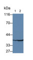 Western Blot; Sample: Lane1: Human Urine; Lane2: Porcine Stomach lysate; Primary Ab: 3ug/ml Mouse Anti-Human PGA Antibody; Second Ab: 0.2ug/mL HRP-Linked Caprine Anti-Mouse IgG Polyclonal Antibody