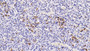 DAB staining on IHC-P; Sample: Porcine Pituitary Tissue; Primary Ab: 20ug/ml Mouse Anti-Human PRL Antibody Second Ab: 2ug/mL HRP-Linked Caprine Anti-Mouse IgG Polyclonal Antibody
