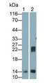 Western Blot; Sample: Lane1: Rat Heart lysate; Lane2: Rat Skeletal muscle lysate Primary Ab: 0.2ug/ml Mouse Anti-Rat GAL1 Antibody Second Ab: 0.2ug/mL HRP-Linked Caprine Anti-Mouse IgG Polyclonal Antibody