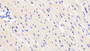 DAB staining on IHC-P; Sample: Human Cardiac Muscle Tissue; Primary Ab: 20ug/ml Mouse Anti-Human RARS Antibody Second Ab: 2ug/mL HRP-Linked Caprine Anti-Mouse IgG Polyclonal Antibody