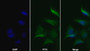 AF488 staining on IF; Sample: MCF7 cell; Primary Ab: 20ug/ml Mouse Anti-Human VEGFR2 Antibody; Second Ab: 2ug/ml AF488-Linked Caprine Anti-Mouse IgG Polyclonal Antibody