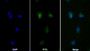 AF488 staining on IF; Sample: RAW264.7 cell; Primary Ab: 40ug/ml Mouse Anti-Rat TNFa Antibody; Second Ab: 2ug/ml AF488-Linked Caprine Anti-Mouse IgG Polyclonal Antibody