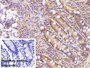 DAB staining on IHC-P; Sample: Porcine Small intestine Tissue; Primary Ab: 40ug/ml Mouse Anti-Multi-species Ub Antibody; Control: Used PBS instead of primary antibody; Second Ab: 2ug/ml HRP-Linked Caprine Anti-Mouse IgG Polyclonal Antibody