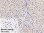 DAB staining on IHC-P; Sample: Porcine Liver Tissue Primary Ab: 30ug/ml Mouse Anti-Human APOH Antibody Control: Used PBS instead of primary antibody Second Ab: 2ug/ml HRP-Linked Caprine Anti-Mouse IgG Polyclonal Antibody