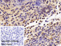 DAB staining on IHC-P; Sample: Mouse Uterus Tissue; Primary Ab: 30ug/ml Mouse Anti-Human GAPDH Antibody; Control: Used PBS instead of primary antibody; Second Ab: 2ug/ml HRP-Linked Caprine Anti-Mouse IgG Polyclonal Antibody