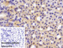 DAB staining on IHC-P; Sample: Mouse Stomach Tissue; Primary Ab: 30ug/ml Mouse Anti-Human GAPDH Antibody; Control: Used PBS instead of primary antibody; Second Ab: 2ug/ml HRP-Linked Caprine Anti-Mouse IgG Polyclonal Antibody