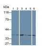 Western Blot; Samples: Lane1: Porcine Liver lysate; Lane2: Porcine Kidney lysate; Lane3: Gallus Kidney lysate; Lane4: Rabbit Liver lysate; Lane5: Rabbit Kidney lysate; Lane6: Mouse Liver lysate; Primary Ab: 0.5ug/ml Mouse Anti-Human GAPDH Antibody; Second Ab: 0.2ug/ml HRP-Linked Caprine Anti-Mouse IgG Polyclonal Antibody