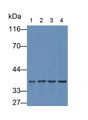 Western Blot; Samples: Lane1: Rat Heart lysate; Lane2: Rat Cerebrum lysate; Lane3: Hela cell lysate; Lane4: Jurkat cell lysate; Primary Ab: 1ug/ml Mouse Anti-Human GAPDH Antibody Second Ab: 0.2ug/ml HRP-Linked Caprine Anti-Mouse IgG Polyclonal Antibody