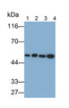 Western Blot; Samples: Lane1: Rat Cerebrum lysate; Lane2: Porcine Cerebrum lysate; Lane3: SH-SY5Y cell lysate; Lane4: U87MG cell lysate; Primary Ab: 0.1ug/ml Mouse Anti-Human NSE Antibody; Second Ab: 0.2ug/ml HRP-Linked Caprine Anti-Mouse IgG Polyclonal Antibody