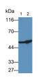 Western Blot; Samples: Lane1: HepG2 cell lysate; Lane2: Mouse Cerebrum lysate; Primary Ab: 2ug/ml Mouse Anti-Human NSE Antibody Second Ab: 0.2ug/ml HRP-Linked Caprine Anti-Mouse IgG Polyclonal Antibody