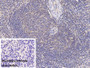 DAB staining on IHC-P; Sample: Porcine Spleen Tissue; Primary Ab: 30ug/ml Mouse Anti-Human VF Antibody; Control: Used PBS instead of primary antibody; Second Ab: 2ug/ml HRP-Linked Caprine Anti-Mouse IgG Polyclonal Antibody