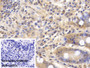 DAB staining on IHC-P; Sample: Porcine Small intestine Tissue Primary Ab: 30ug/ml Mouse Anti-Human VF Antibody Control: Used PBS instead of primary antibody Second Ab: 2ug/ml HRP-Linked Caprine Anti-Mouse IgG Polyclonal Antibody