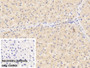 DAB staining on IHC-P; Sample: Porcine Liver Tissue; Primary Ab: 30ug/ml Mouse Anti-Human VF Antibody; Control: Used PBS instead of primary antibody; Second Ab: 2ug/ml HRP-Linked Caprine Anti-Mouse IgG Polyclonal Antibody