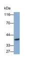 Western Blot; Sample: RAW264.7 cell lysate; Primary Ab: 0.3ug/ml Mouse Anti-Rat RANkL Antibody; Second Ab: 0.2ug/ml HRP-Linked Caprine Anti-Mouse IgG Polyclonal Antibody