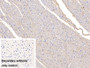 DAB staining on IHC-P; Sample: Porcine Cardiac Muscle Tissue Primary Ab: 10ug/ml Mouse Anti-Human FSTL1 Antibody Control: Used PBS instead of primary antibody Second Ab: 2ug/ml HRP-Linked Caprine Anti-Mouse IgG Polyclonal Antibody