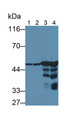 Western Blot; Samples: Lane1: Hela cell lysate; Lane2: HepG2 cell lysate; Lane3: Mouse Cerebrum lysate; Lane4: Rat Cerebrum lysate; Primary Ab: 2ug/ml Mouse Anti-Human NSE Antibody Second Ab: 0.2ug/ml HRP-Linked Caprine Anti-Mouse IgG Polyclonal Antibody