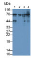 Western Blot; Samples: Lane1: Bovine Cerebrum lysate; Lane2: Bovine Liver lysate; Lane3: Bovine Kidney lysate; Lane4: Bovine Testis lysate; Primary Ab: 2ug/ml Mouse Anti-Bovine HSPA1B Antibody Second Ab: 0.2ug/ml HRP-Linked Caprine Anti-Mouse IgG Polyclonal Antibody