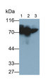 Western Blot; Samples: Lane1: Human Serum; Lane2: Human Plasma; Lane3: Human Placenta lysate; Primary Ab: 0.3ug/ml Mouse Anti-Human a1BG Antibody Second Ab: 0.2ug/ml HRP-Linked Caprine Anti-Mouse IgG Polyclonal Antibody