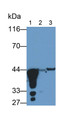 Western Blot; Samples: Lane1: Porcine Stomach lysate; Lane2: Rat Stomach lysate; Lane3: Canine Stomach lysate; Primary Ab: 0.1ug/ml Mouse Anti-Human PGA Antibody; Second Ab: 0.2ug/ml HRP-Linked Caprine Anti-Mouse IgG Polyclonal Antibody