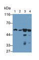 Western Blot; Samples: Lane1: Human Milk; Lane2: Porcine Liver lysate; Lane3: Rat Liver lysate; Lane4: 293T cell lysate; Primary Ab: 2ug/ml Mouse Anti-Human VF Antibody Second Ab: 0.2ug/ml HRP-Linked Caprine Anti-Mouse IgG Polyclonal Antibody