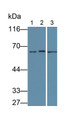 Western Blot; Samples: Lane1: Bovine Kidney lysate; Lane2: Rabbit Lung lysate; Lane3: Ovine Lung lysate; Primary Ab: 2ug/ml Mouse Anti-Human LMNB1 Antibody; Second Ab: 0.2ug/ml HRP-Linked Caprine Anti-Mouse IgG Polyclonal Antibody