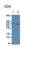 Western Blot; Samples: Lane1: Jurkat cell lysate; Lane2: Mouse Cerebrum lysate; Primary Ab: 200 Mouse Anti-Human S100A8 Antibody Second Ab: 0.2ug/ml HRP-Linked Caprine Anti-Mouse IgG Polyclonal Antibody