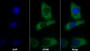 AF488 staining on IF; Sample: Hela cell; Primary Ab: 30ug/ml Mouse Anti-Mouse PIIINP Antibody; Second Ab: 2ug/ml AF488-Linked Caprine Anti-Mouse IgG Polyclonal Antibody