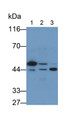 Western Blot; Samples: Lane1: Porcine Liver lysate; Lane2: Hela cell lysate; Lane3: 293T cell lysate; Primary Ab: 1ug/ml Mouse Anti-Human TBP Antibody Second Ab: 0.2ug/ml HRP-Linked Caprine Anti-Mouse IgG Polyclonal Antibody