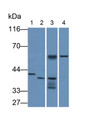 Western Blot; Samples: Lane1: 293T cell lysate; Lane2: Cavia Testis lysate; Lane3: Mouse Testis lysate; Lane4: Gallus Kidney lysate; Primary Ab: 1ug/ml Mouse Anti-Human TBP Antibody; Second Ab: 0.2ug/ml HRP-Linked Caprine Anti-Mouse IgG Polyclonal Antibody