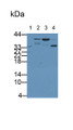 Western Blot; Samples: Lane1: Rabbit Kidney lysate; Lane2: Ovine Testis lysate; Lane3: Porcine Kidney lysate; Lane4: Rat Testis lysate; Primary Ab: 1ug/ml Mouse Anti-Human TBP Antibody; Second Ab: 0.2ug/ml HRP-Linked Caprine Anti-Mouse IgG Polyclonal Antibody
