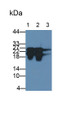 Western Blot; Samples: Lane1: Porcine Skeletal muscle lysate; Lane2: Porcine Heart lysate; Lane3: HepG2 cell lysate; Primary Ab: 2ug/ml Mouse Anti-Human cTnI Antibody Second Ab: 0.2ug/ml HRP-Linked Caprine Anti-Mouse IgG Polyclonal Antibody