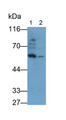 Western Blot; Samples: Lane1: 293T cell lysate; Lane2: MCF7 cell lysate; Primary Ab: 2ug/ml Mouse Anti-Human BMP6 Antibody Second Ab: 0.2ug/ml HRP-Linked Caprine Anti-Mouse IgG Polyclonal Antibody