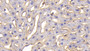 DAB staining on IHC-P; Samples: Rabbit Liver Tissue; Primary Ab: 30ug/ml Cavia Anti-Rabbit ICAM1 Antibody Second Ab: 2ug/mL HRP-Linked Rabbit Anti-Cavia IgG Polyclonal Antibody