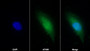 AF488 staining on IF; Sample: U2OS cell; Primary Ab: 30ug/ml Mouse Anti-Human S100A2 Antibody; Second Ab: 2ug/ml AF488-Linked Caprine Anti-Mouse IgG Polyclonal Antibody