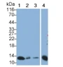 Western Blot; Sample: Lane1: Porcine Esophagus; Lane2: Porcine Stomach lysate; Lane3: Porcine Skin lysate; Lane4: A431 cell lysate Primary Ab: 0.2ug/ml Mouse Anti-Human S100A2 Antibody Second Ab: 0.2ug/mL HRP-Linked Caprine Anti-Mouse IgG Polyclonal Antibody