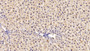 DAB staining on IHC-P; Sample: Rat Liver Tissue; Primary Ab: 20ug/ml Mouse Anti-Rat EPOR Antibody Second Ab: 2ug/mL HRP-Linked Caprine Anti-Mouse IgG Polyclonal Antibody