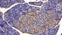 DAB staining on IHC-P; Sample: Rat Pancreas Tissue; Primary Ab: 30ug/ml Mouse Anti-Rat GCSF Antibody Second Ab: 2ug/mL HRP-Linked Caprine Anti-Mouse IgG Polyclonal Antibody