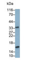 Western Blot; Sample: Canine Small intestine lysate Primary Ab: 1ug/ml Mouse Anti-Canine IL10 Antibody Second Ab: 0.2ug/mL HRP-Linked Caprine Anti-Mouse IgG Polyclonal Antibody