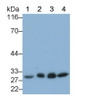 Western Blot; Sample: Lane1: Human Lung lysate; Lane2: Rat Liver lysate; Lane3: Rat Cerebrum lysate; Lane4: A431 cell lysate Primary Ab: 0.1ug/ml Mouse Anti-Human PGAM1 Antibody Second Ab: 0.2ug/mL HRP-Linked Caprine Anti-Mouse IgG Polyclonal Antibody