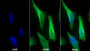 AF488 staining on IF; Sample: HepG2 cell; Primary Ab: 30ug/ml Mouse Anti-Human CXADR Antibody; Second Ab: 2ug/ml AF488-Linked Caprine Anti-Mouse IgG Polyclonal Antibody