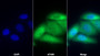 AF488 staining on IF; Sample: MCF7 cell; Primary Ab: 20ug/ml Rabbit Anti-Human PSEN1 Antibody; Second Ab: 2ug/ml AF488-Linked Caprine Anti-Rabbit IgG Polyclonal Antibody